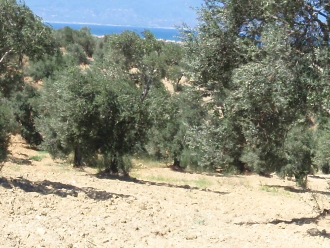 Küçükkuyu çevresinde zeytin ağaçları ve doğal görünüm