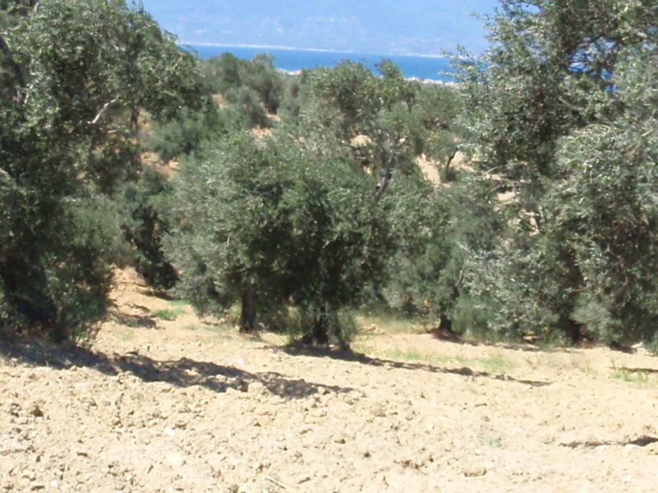 Ayvalık çevresinde zeytin ağaçları ve doğal görünüm