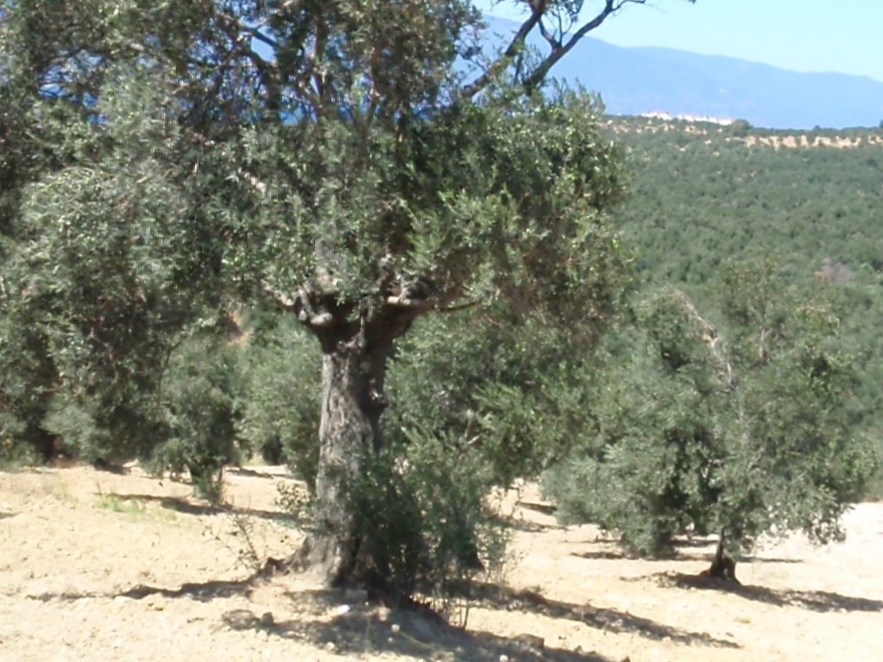 Edremit çevresinde zeytin ağaçları ve doğal görünüm