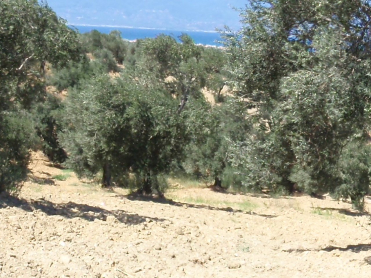 Ayvalık çevresinde zeytin ağaçları ve doğal görünüm