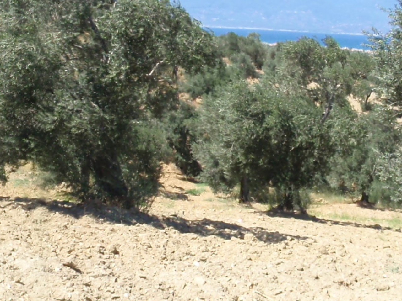 Edremit çevresinde zeytin ağaçları ve doğal görünüm