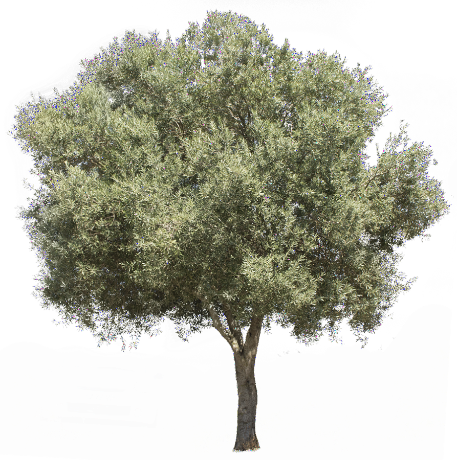 Arslan Zeytinyağı hakkında görseli