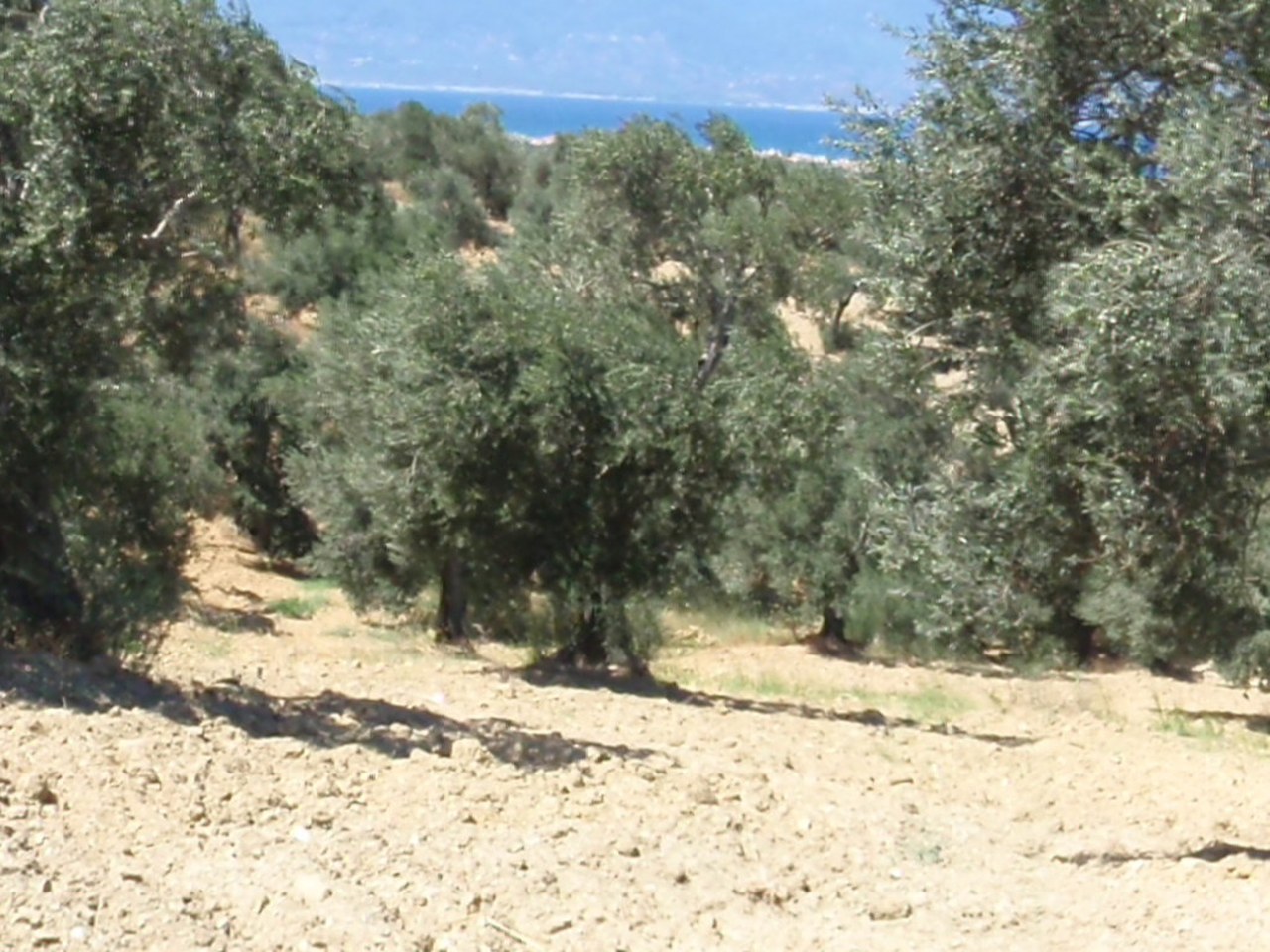 Ayvacık çevresinde zeytin ağaçları ve doğal görünüm