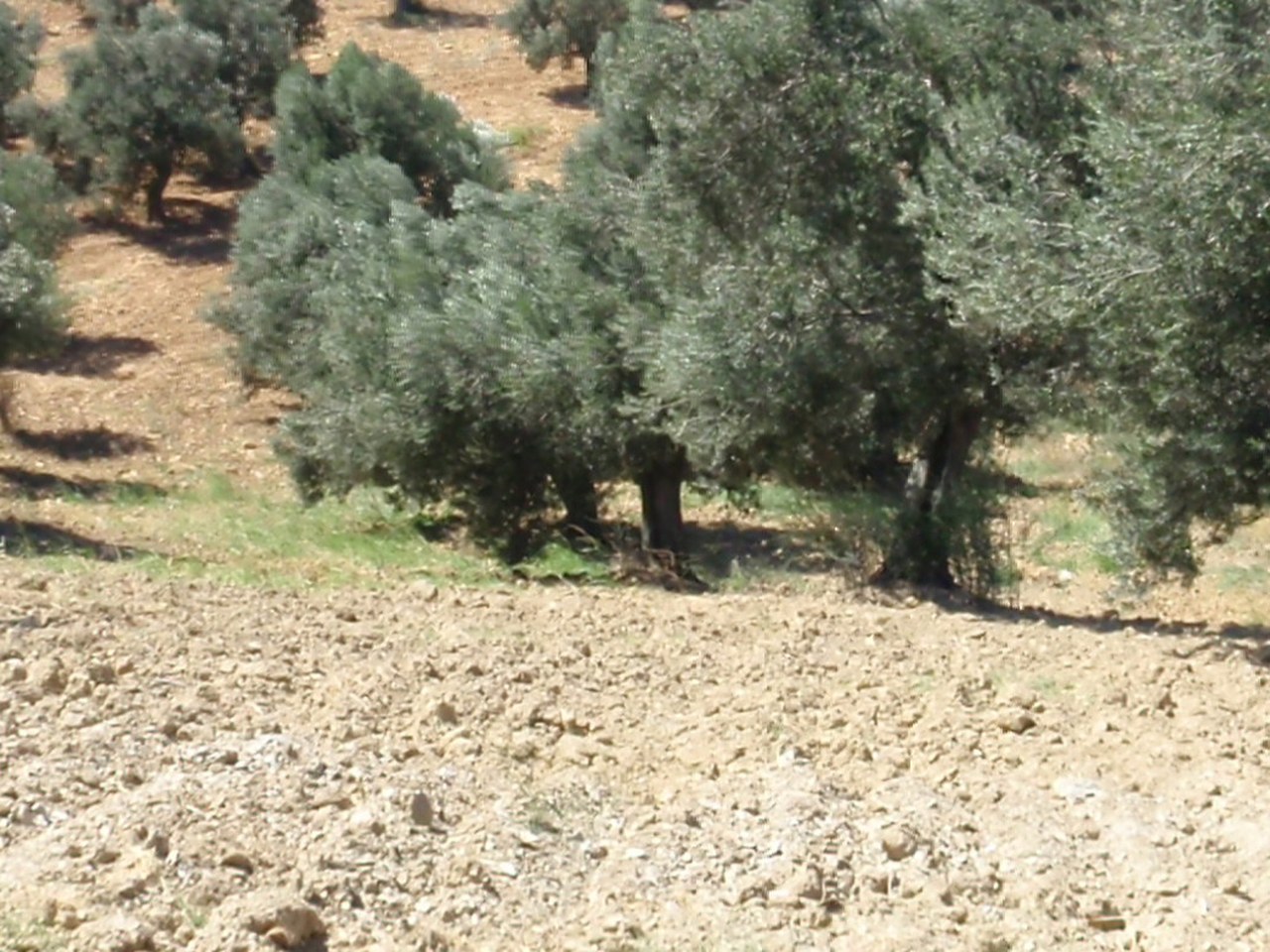Ayvalık çevresinde zeytin ağaçları ve doğal görünüm