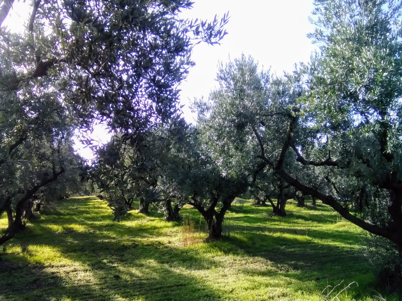 Gemlik çevresinde zeytin ağaçları ve doğal görünüm