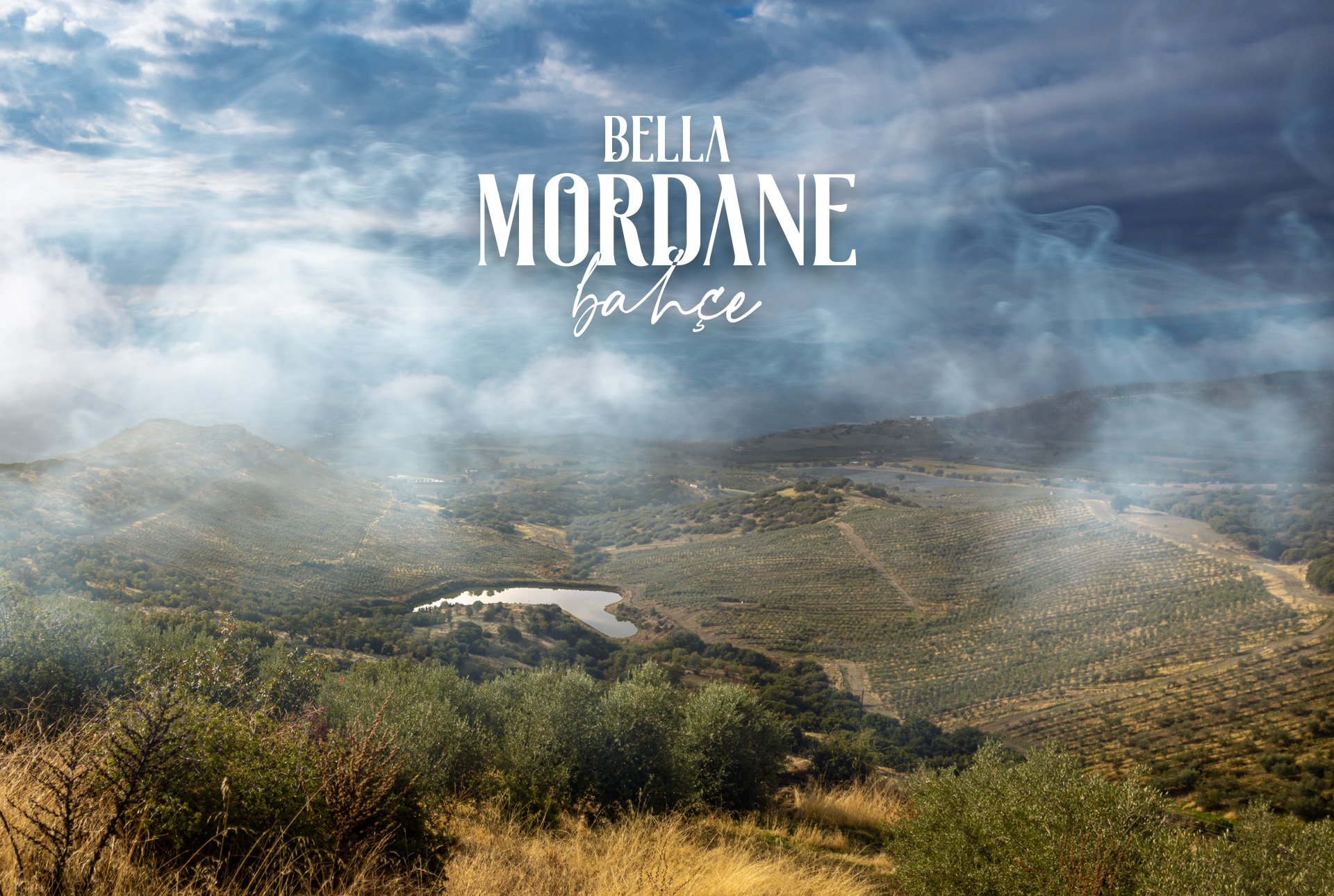 Bella Mordane Arbequina hakkında görseli