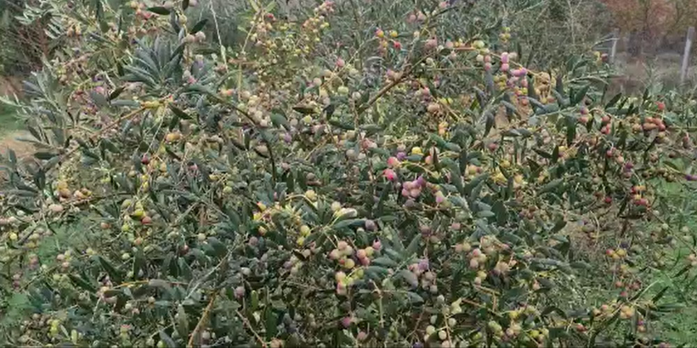 Birsen Hanım Arbequina hakkında görseli