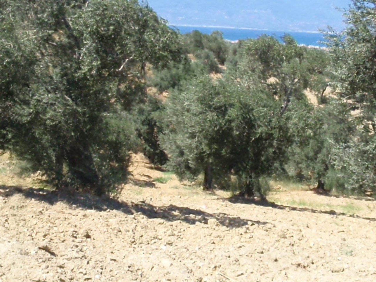 Köprübaşı çevresinde zeytin ağaçları ve doğal görünüm