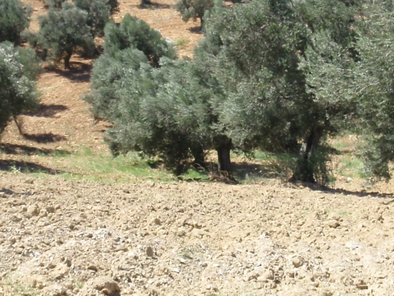 Assos çevresinde zeytin ağaçları ve doğal görünüm