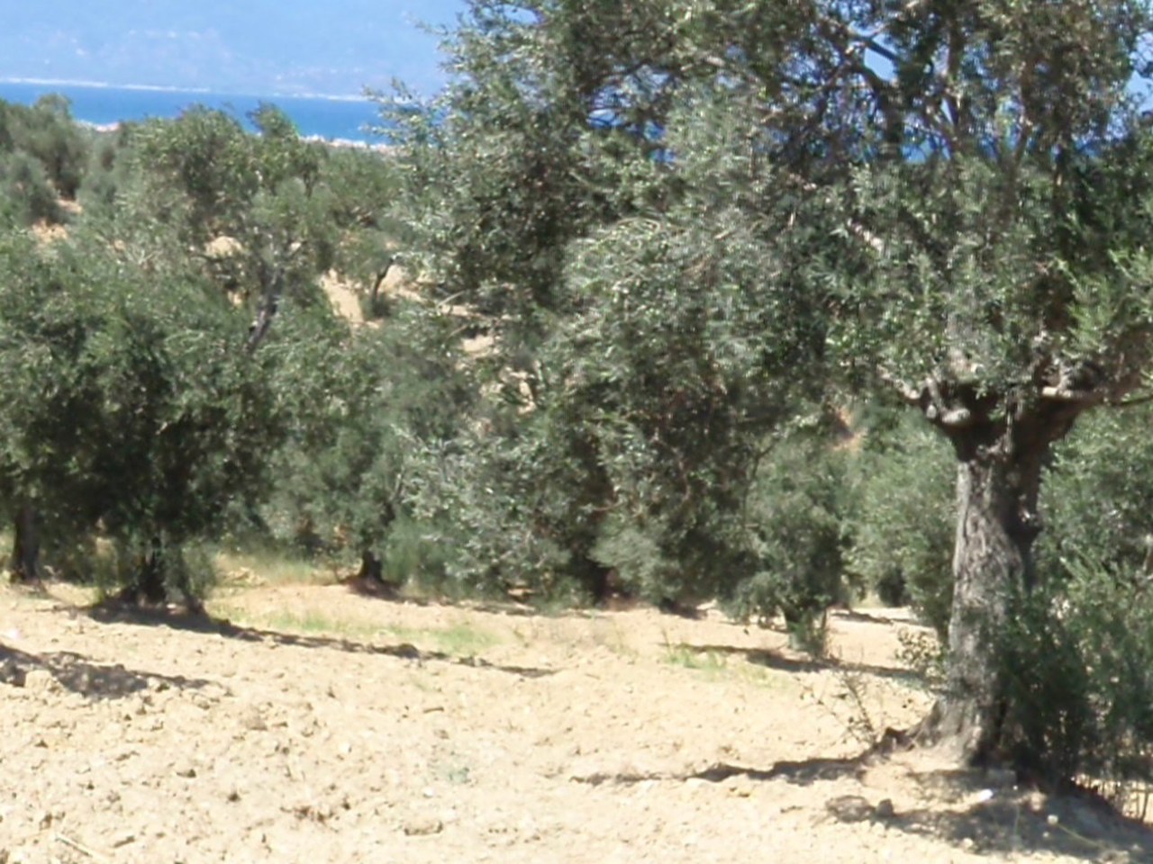 Edremit çevresinde zeytin ağaçları ve doğal görünüm