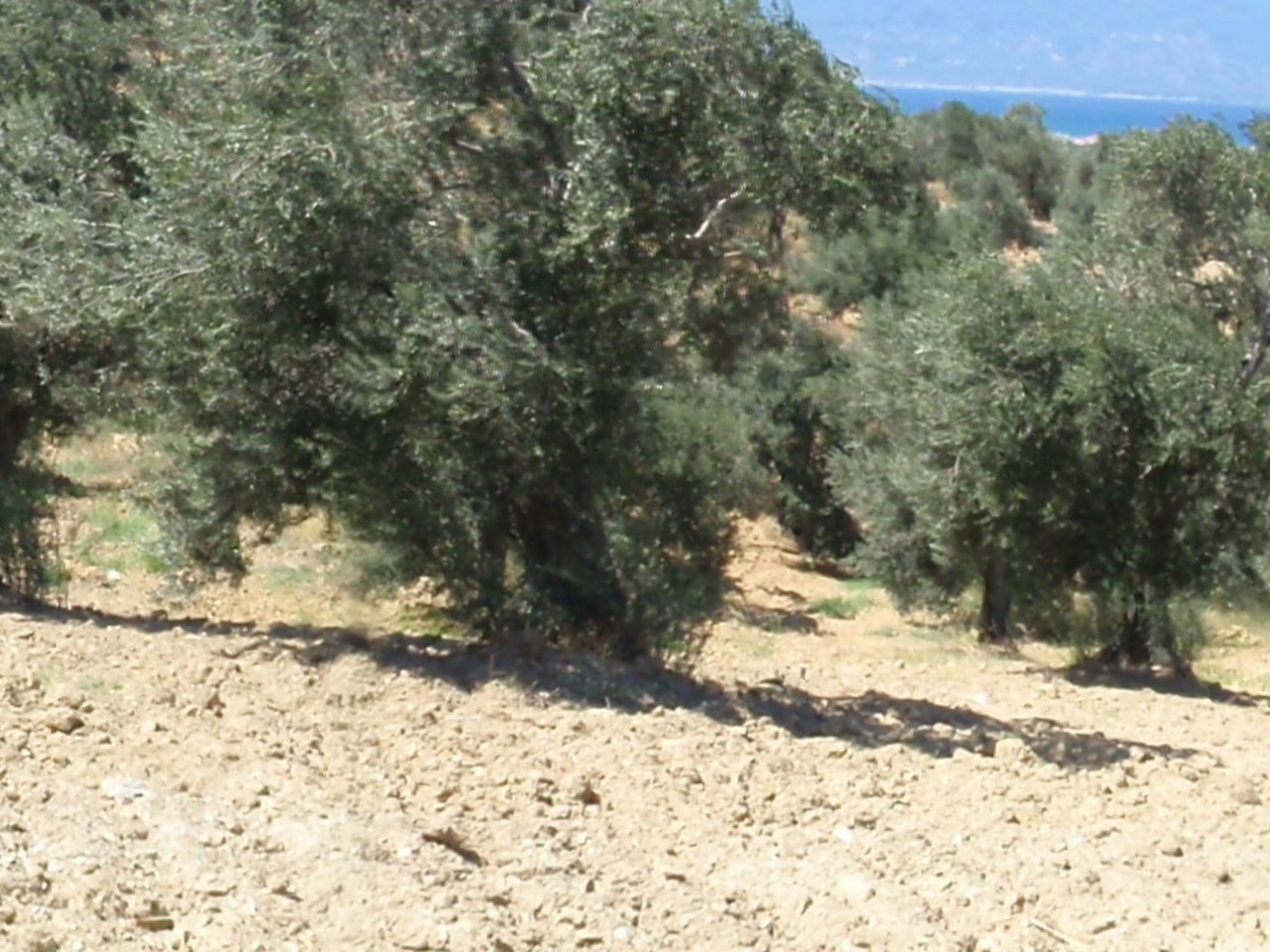 Ayvalık çevresinde zeytin ağaçları ve doğal görünüm