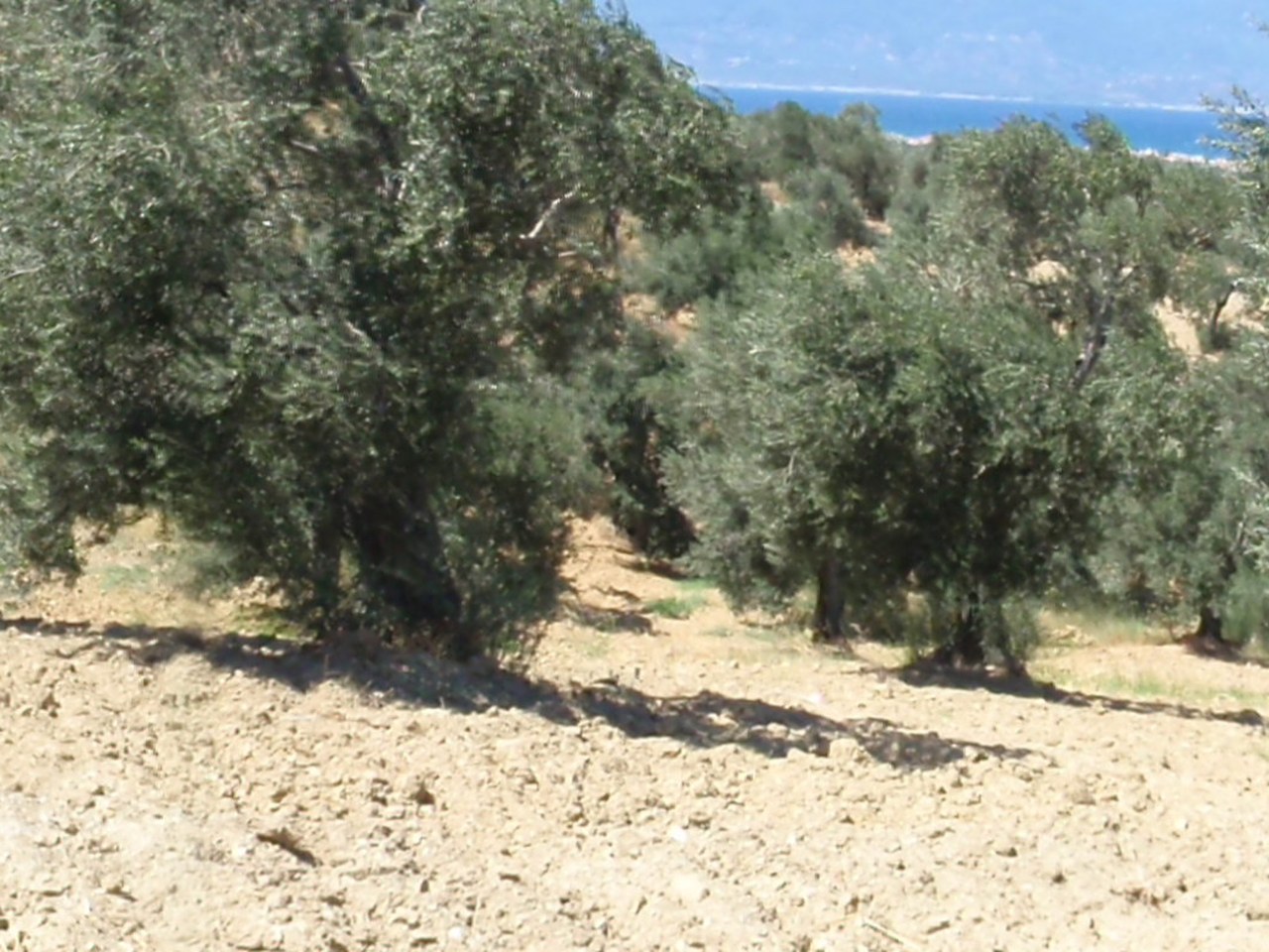 Çanakkale çevresinde zeytin ağaçları ve doğal görünüm