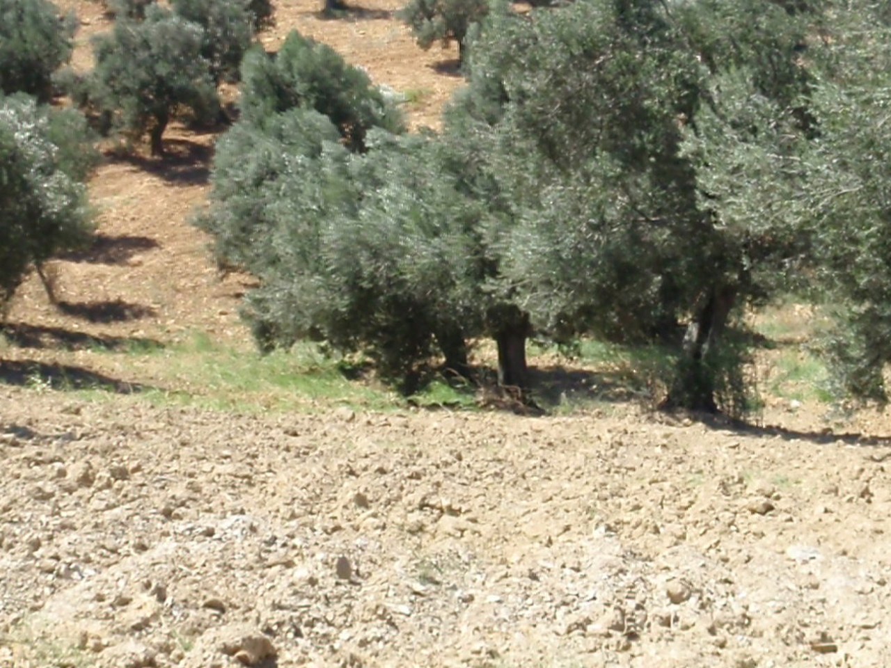 Çanakkale çevresinde zeytin ağaçları ve doğal görünüm