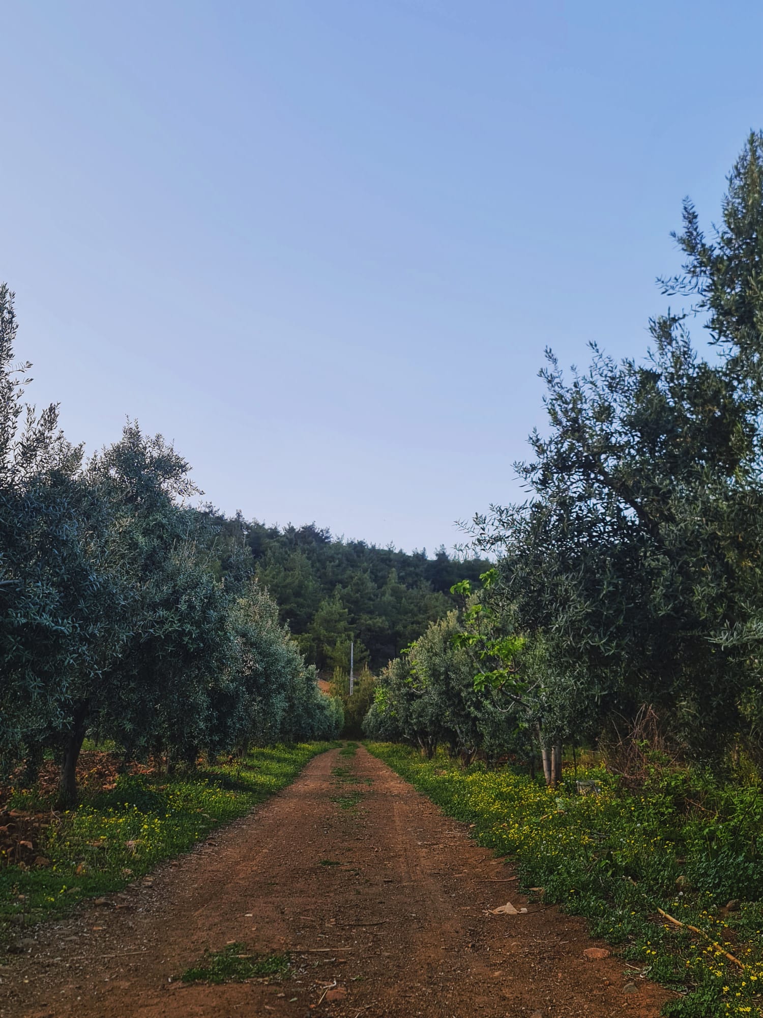 Ece'den Sofranıza hakkında görseli