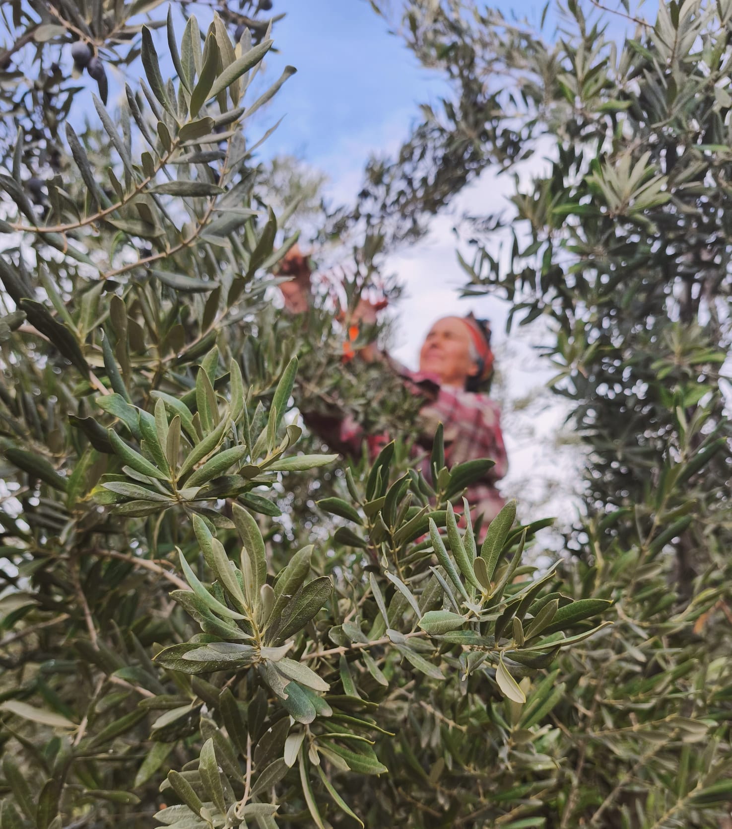 Ece'den Sofranıza hakkında görseli
