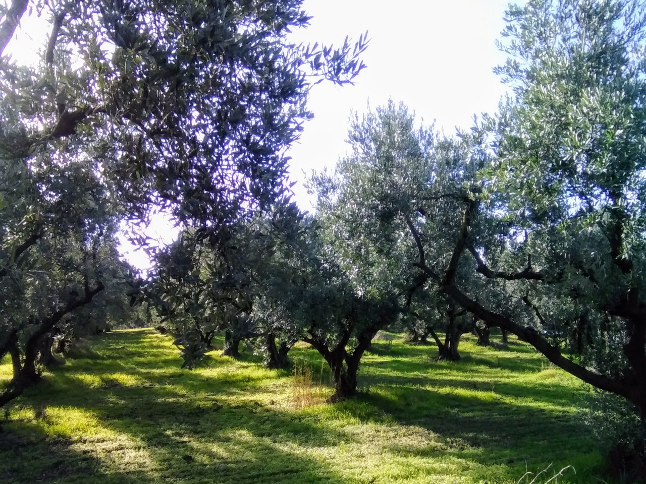 Gökçeada çevresinde zeytin ağaçları ve doğal görünüm