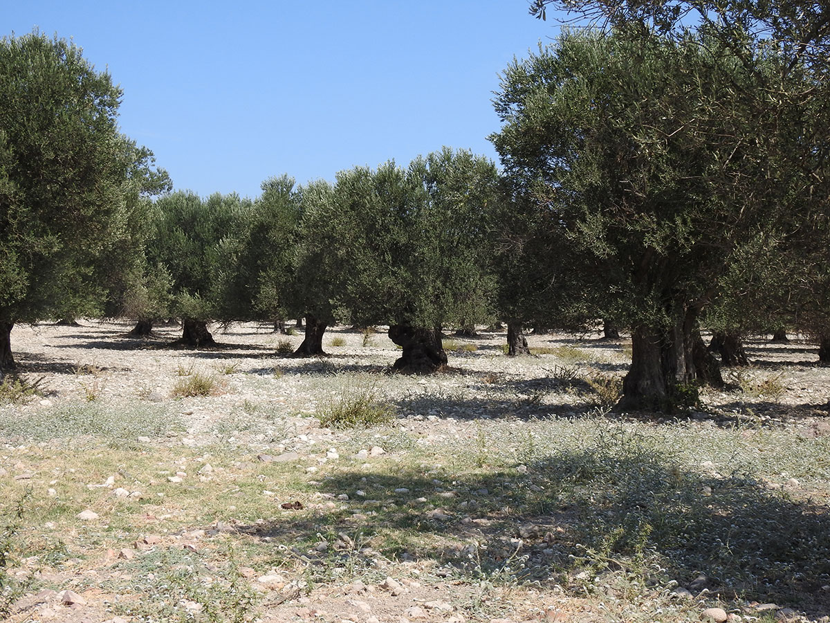 ERGENECİ ZEYTİNCİLİK hakkında görseli