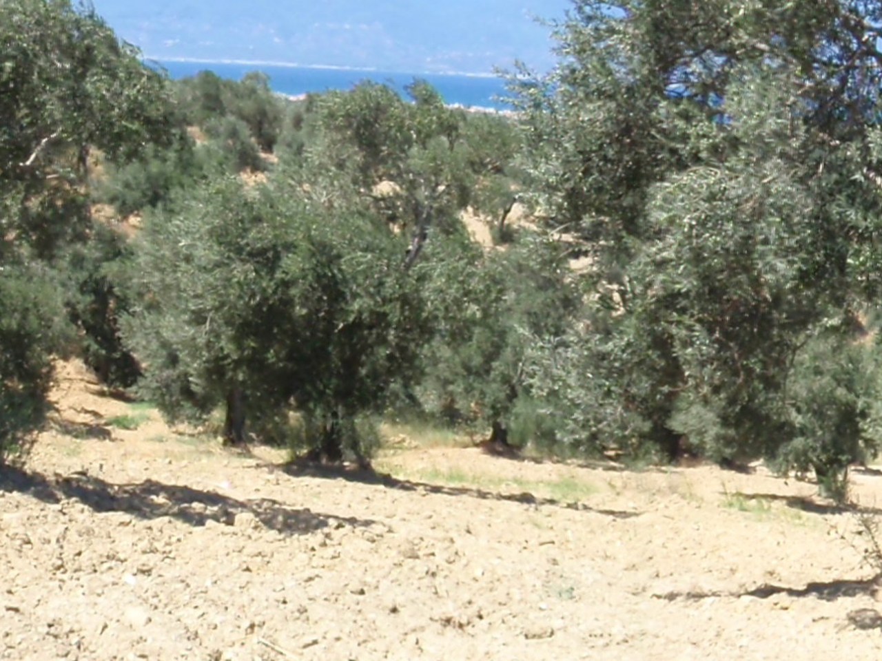 Ayvalık çevresinde zeytin ağaçları ve doğal görünüm