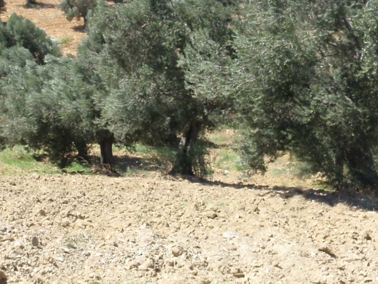 Mut çevresinde zeytin ağaçları ve doğal görünüm