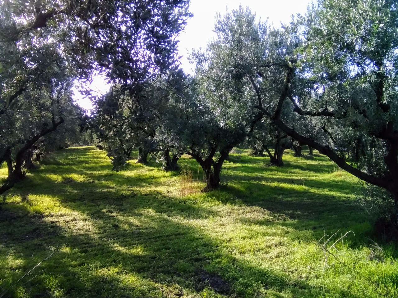 Gemlik çevresinde zeytin ağaçları ve doğal görünüm