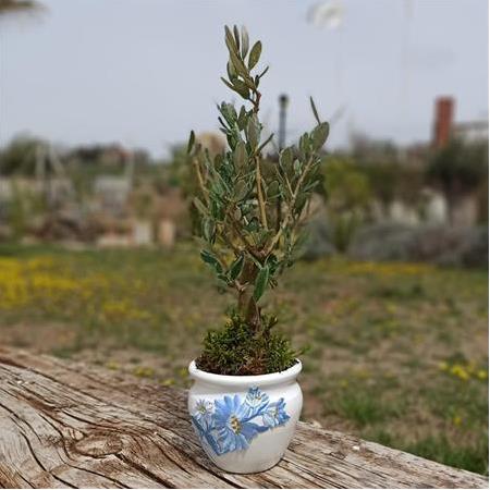 FİDELAND şişe görseli 1