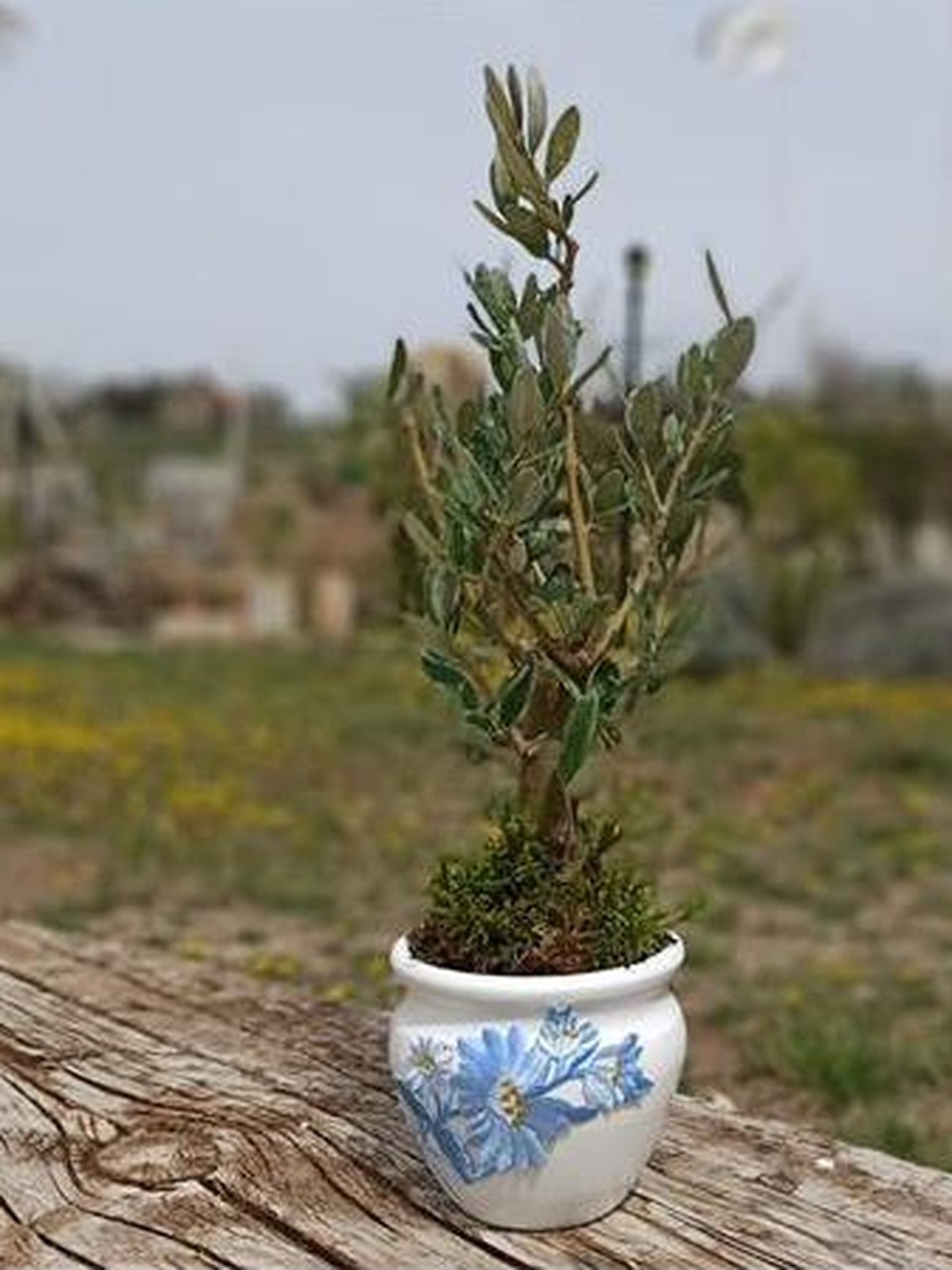 FİDELAND şişe görseli 2