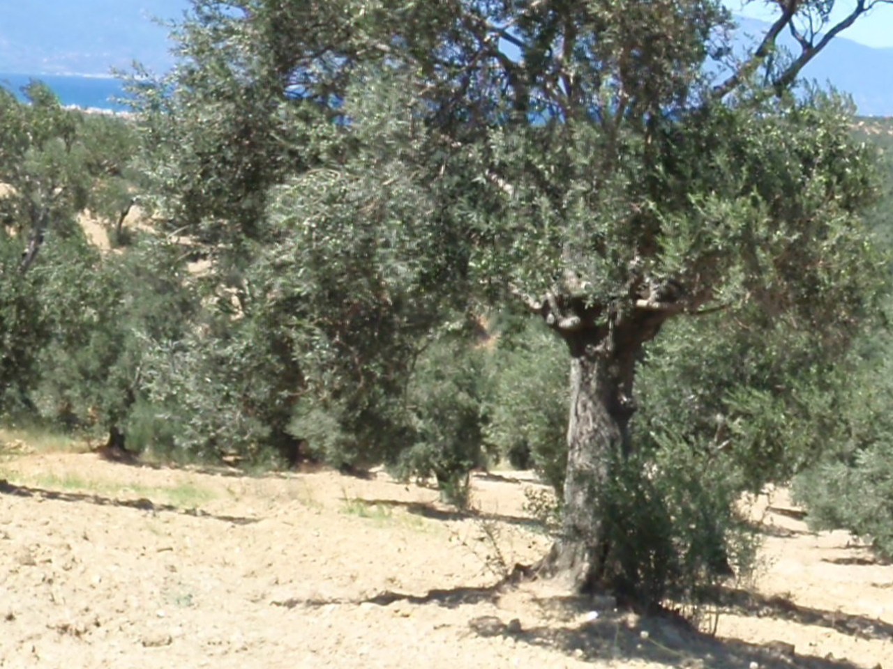 Edremit çevresinde zeytin ağaçları ve doğal görünüm