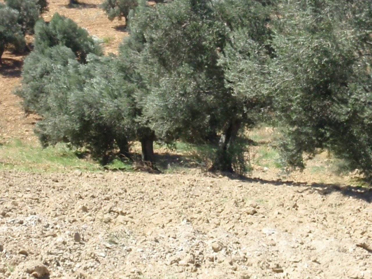 Eceabat çevresinde zeytin ağaçları ve doğal görünüm