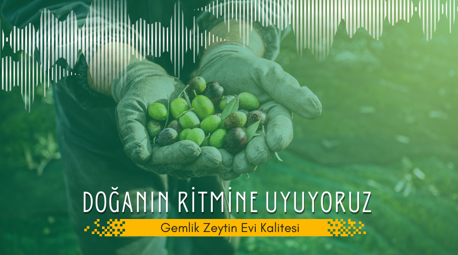 Gemlik Zeytin Evi hakkında görseli