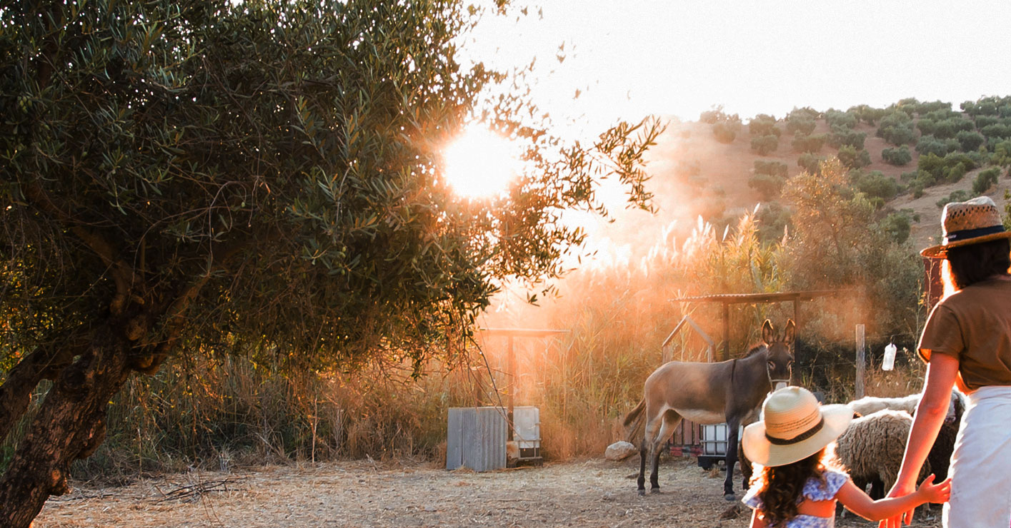 Gourmet Selection Early Harvest Trilye hakkında görseli
