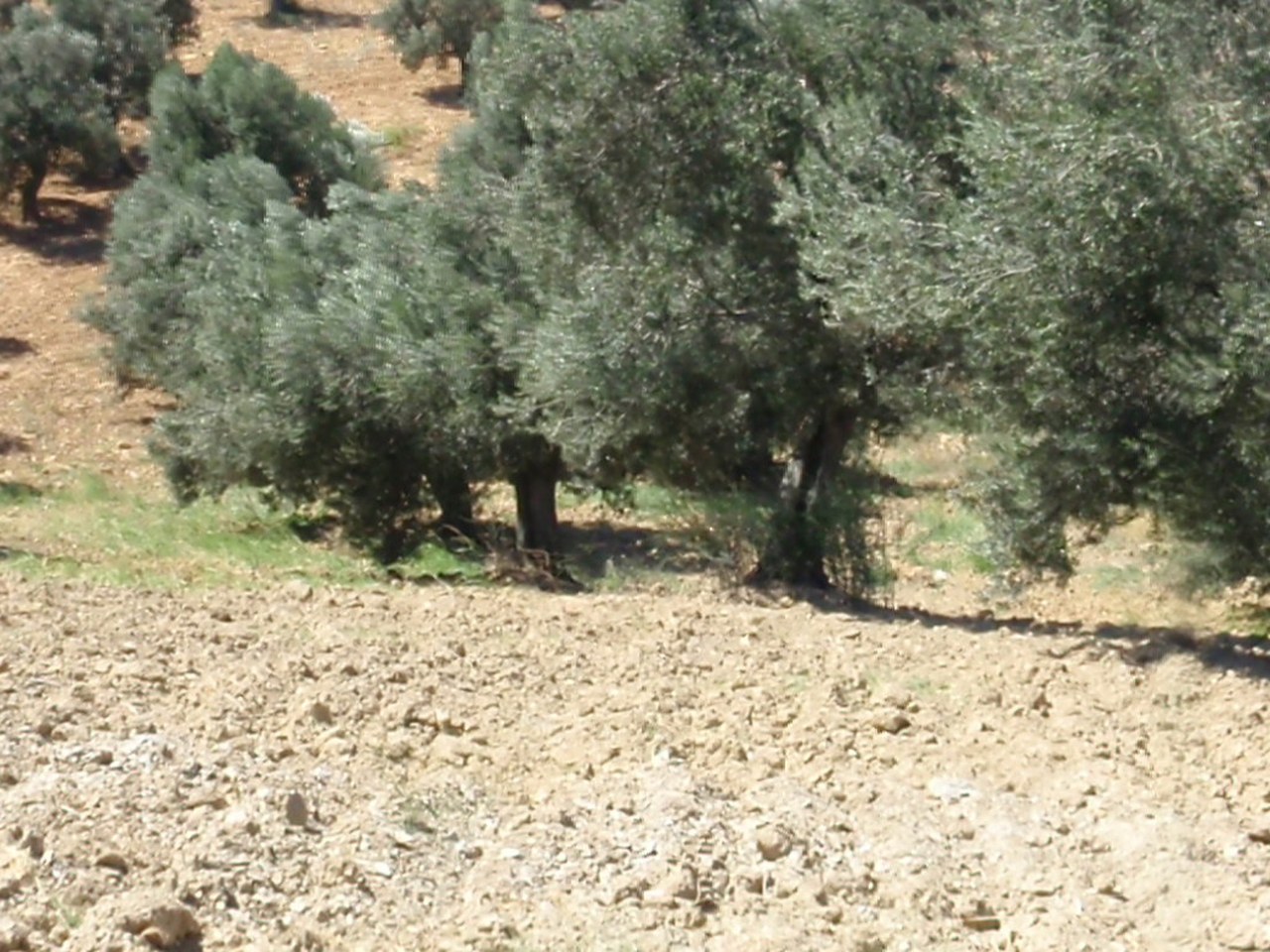 Akhisar çevresinde zeytin ağaçları ve doğal görünüm
