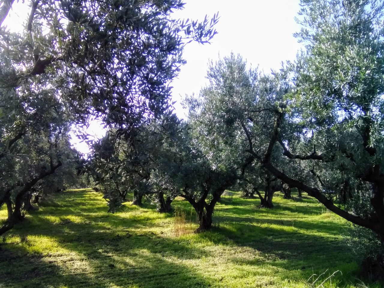 Bursa çevresinde zeytin ağaçları ve doğal görünüm