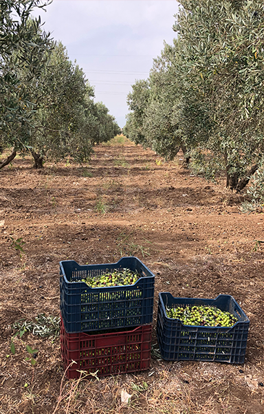 Hellenia hakkında görseli