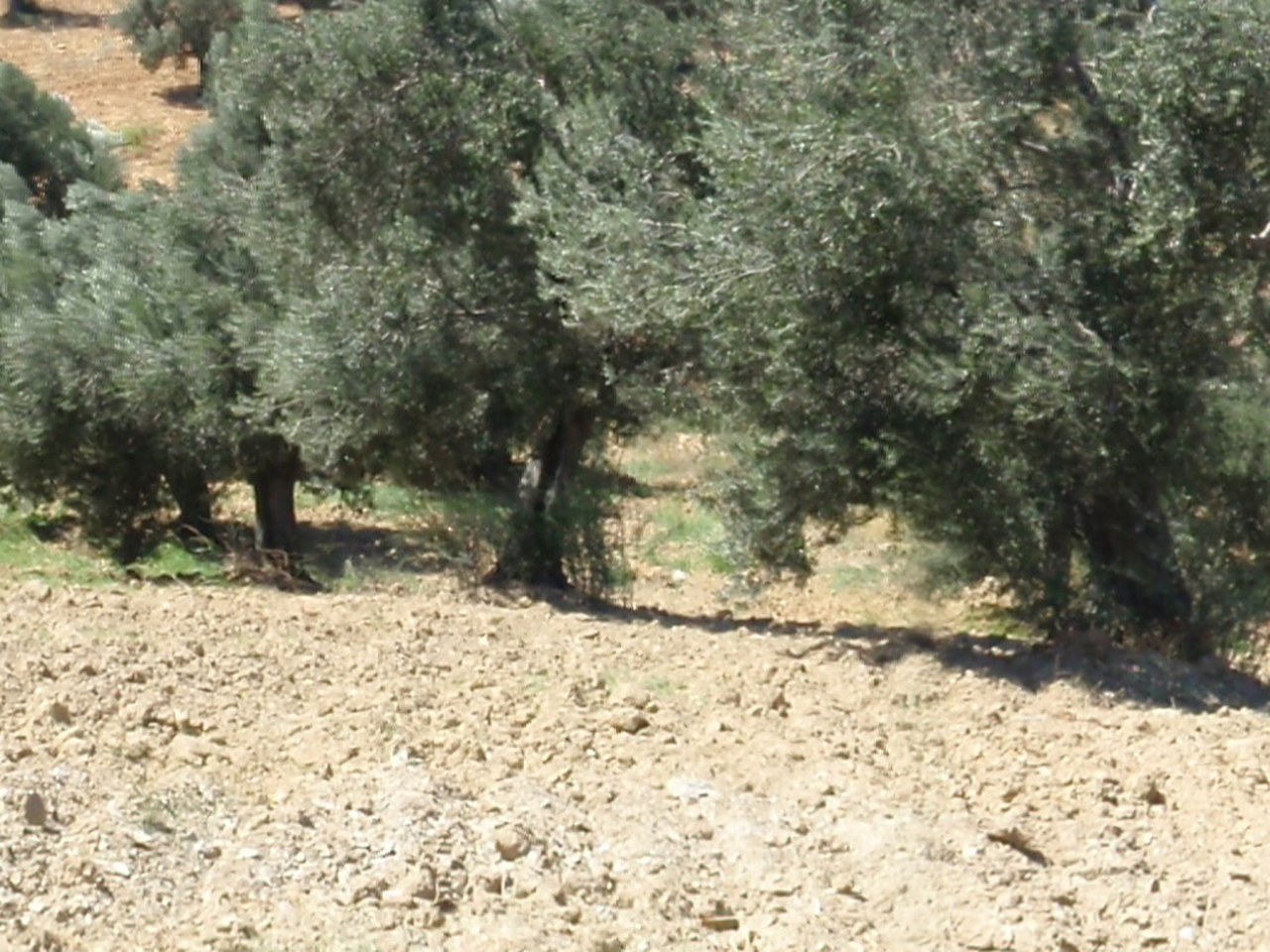 Çanakkale çevresinde zeytin ağaçları ve doğal görünüm
