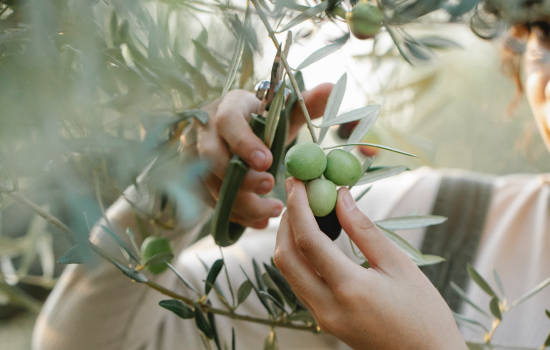 Hilmi Yıldırım Zeytinyağları şişe görseli 1