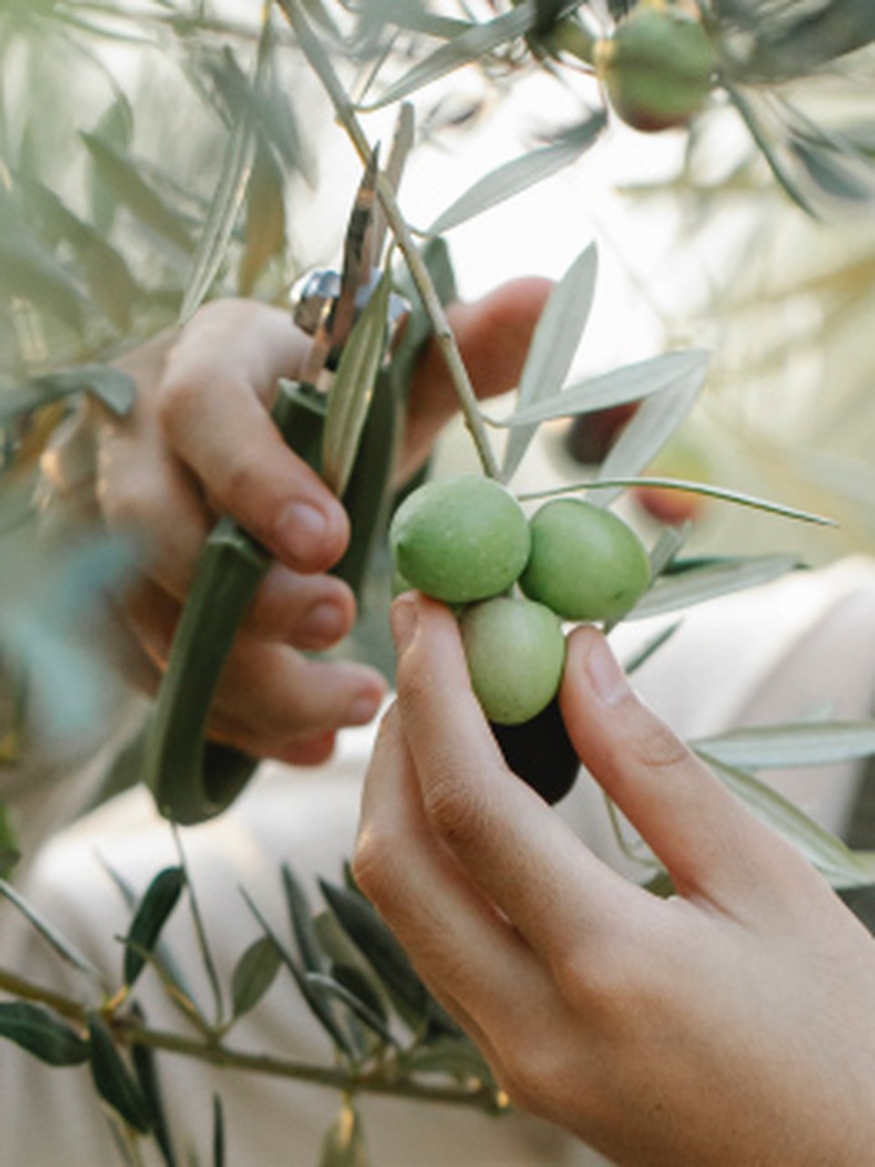Hilmi Yıldırım Zeytinyağları şişe görseli 2