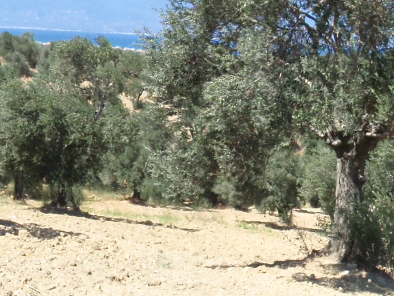 Aydın çevresinde zeytin ağaçları ve doğal görünüm