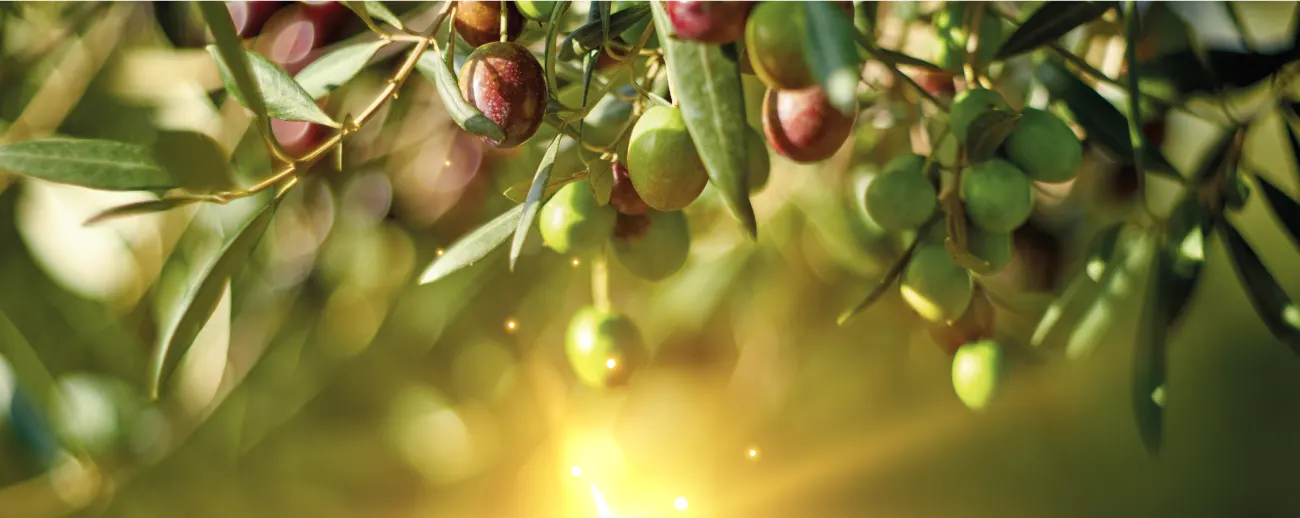 İlyada şişe görseli 2