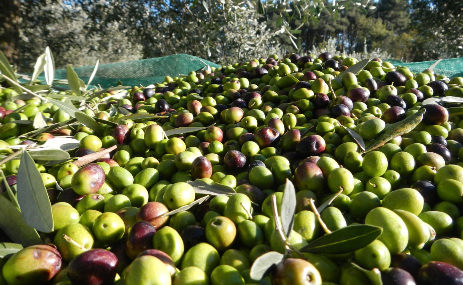 İSKELE KOOPERATİFİ hakkında görseli