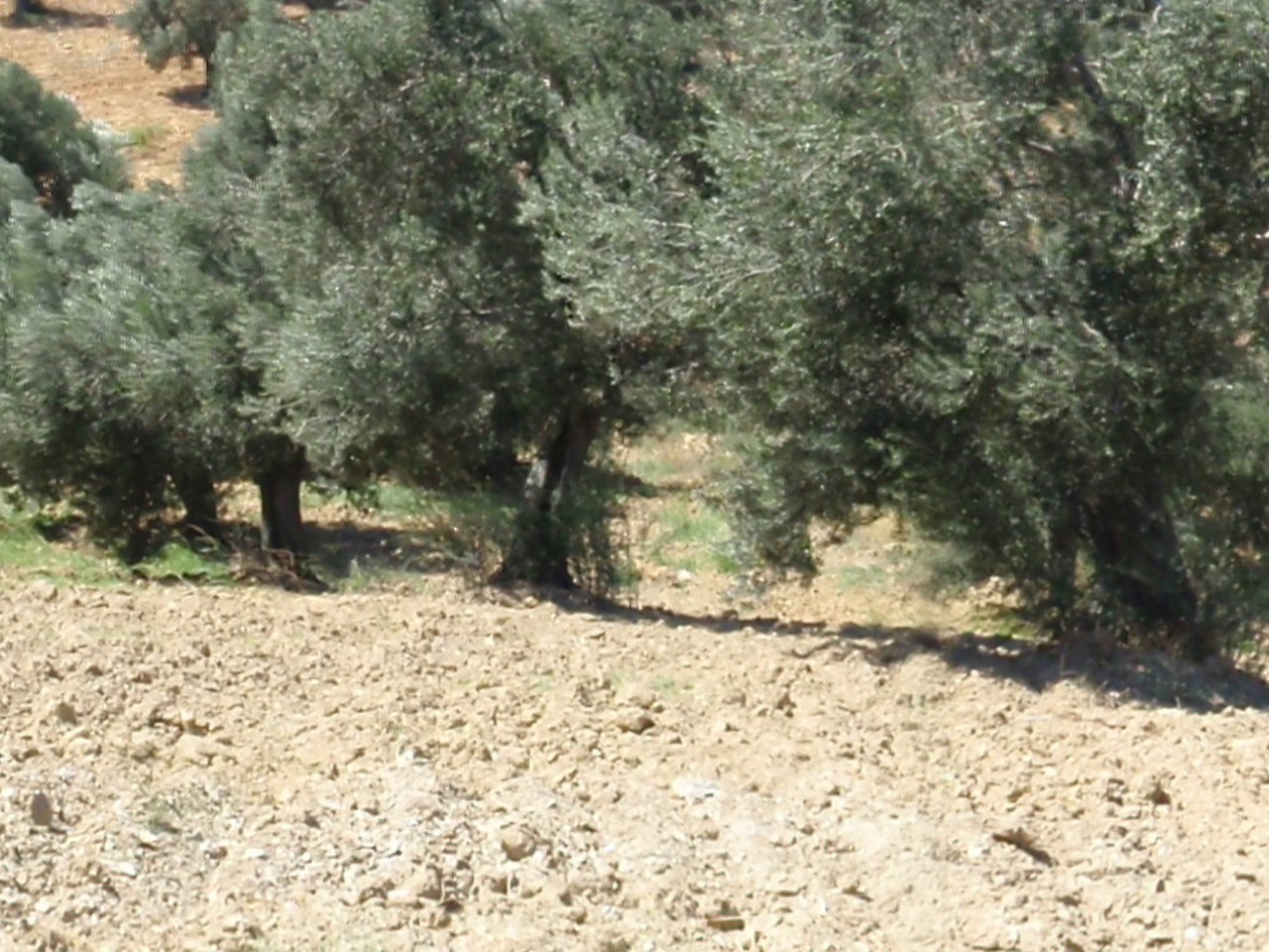 Milas çevresinde zeytin ağaçları ve doğal görünüm