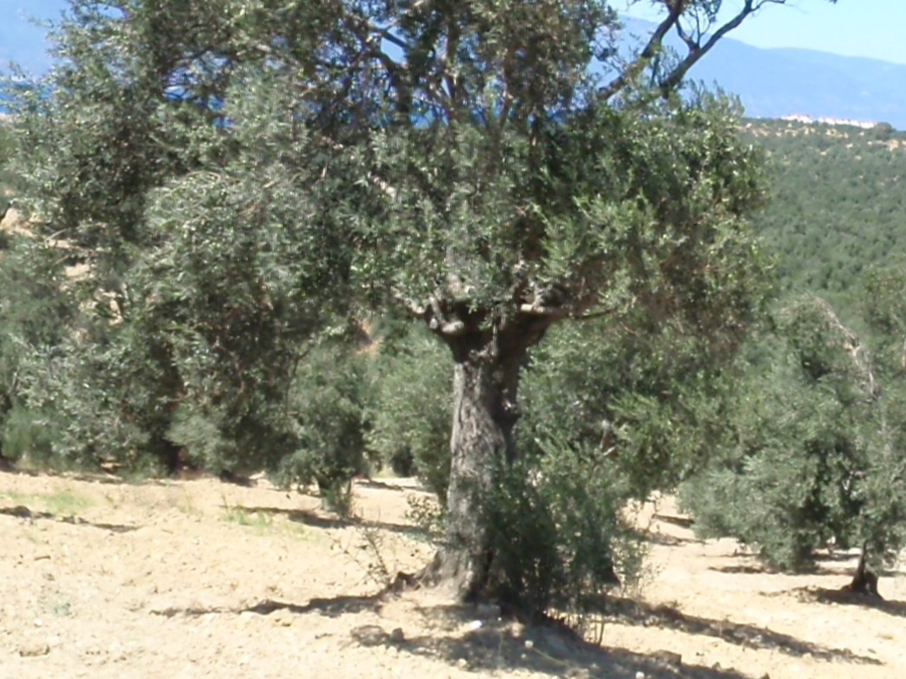 İstanbul çevresinde zeytin ağaçları ve doğal görünüm