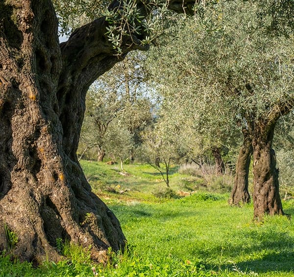Kirte hakkında görseli