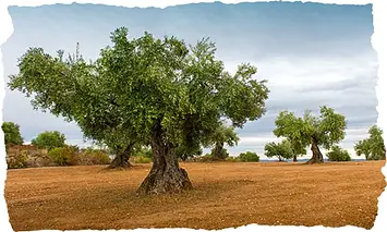 Kirte hakkında görseli
