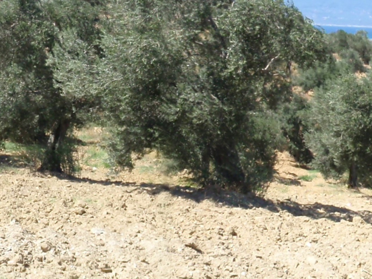 Ayvalık çevresinde zeytin ağaçları ve doğal görünüm