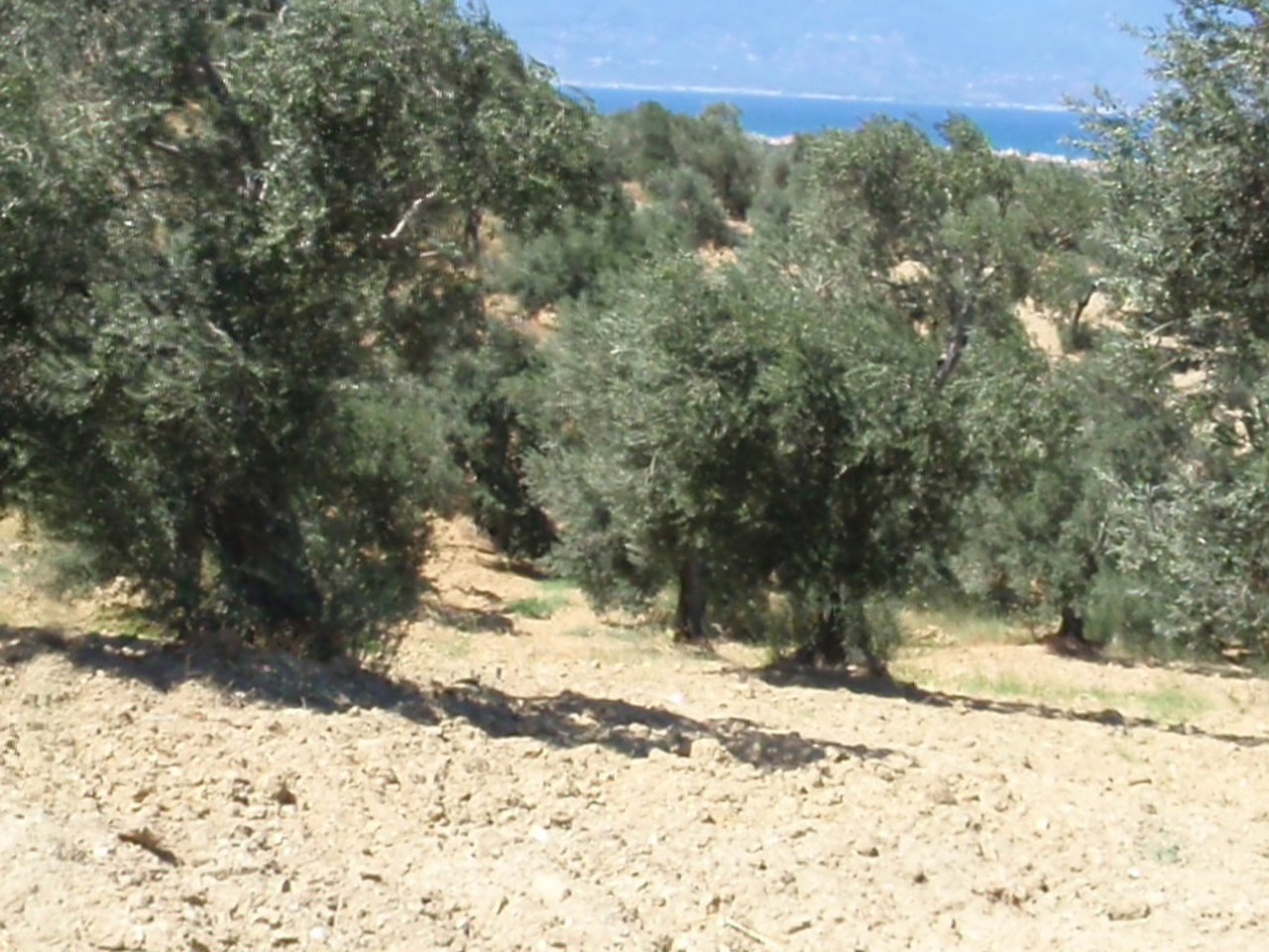 Akhisar çevresinde zeytin ağaçları ve doğal görünüm