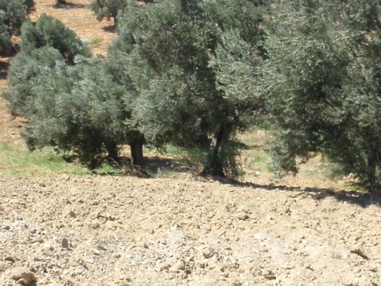Mut çevresinde zeytin ağaçları ve doğal görünüm