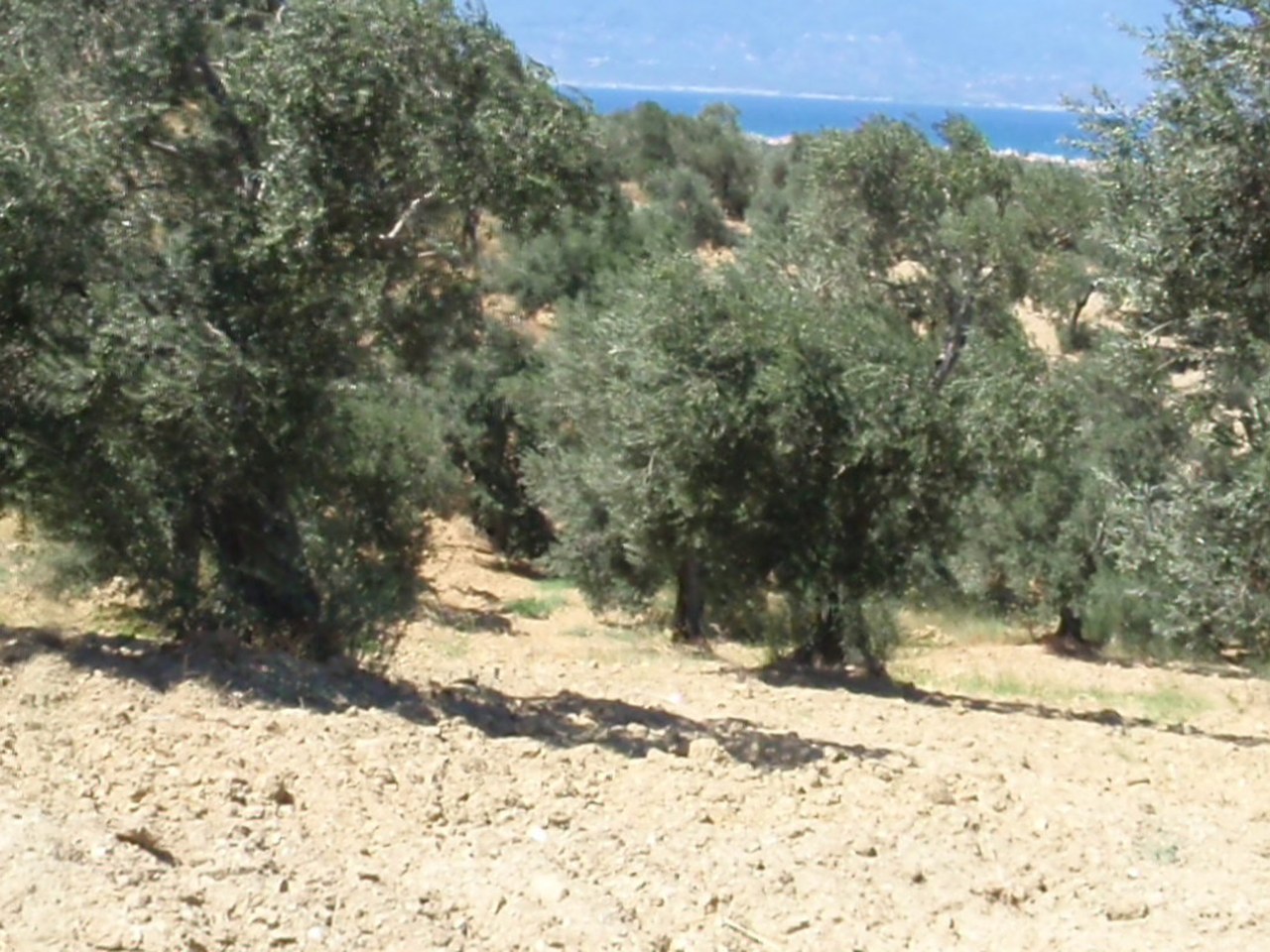 Çanakkale çevresinde zeytin ağaçları ve doğal görünüm