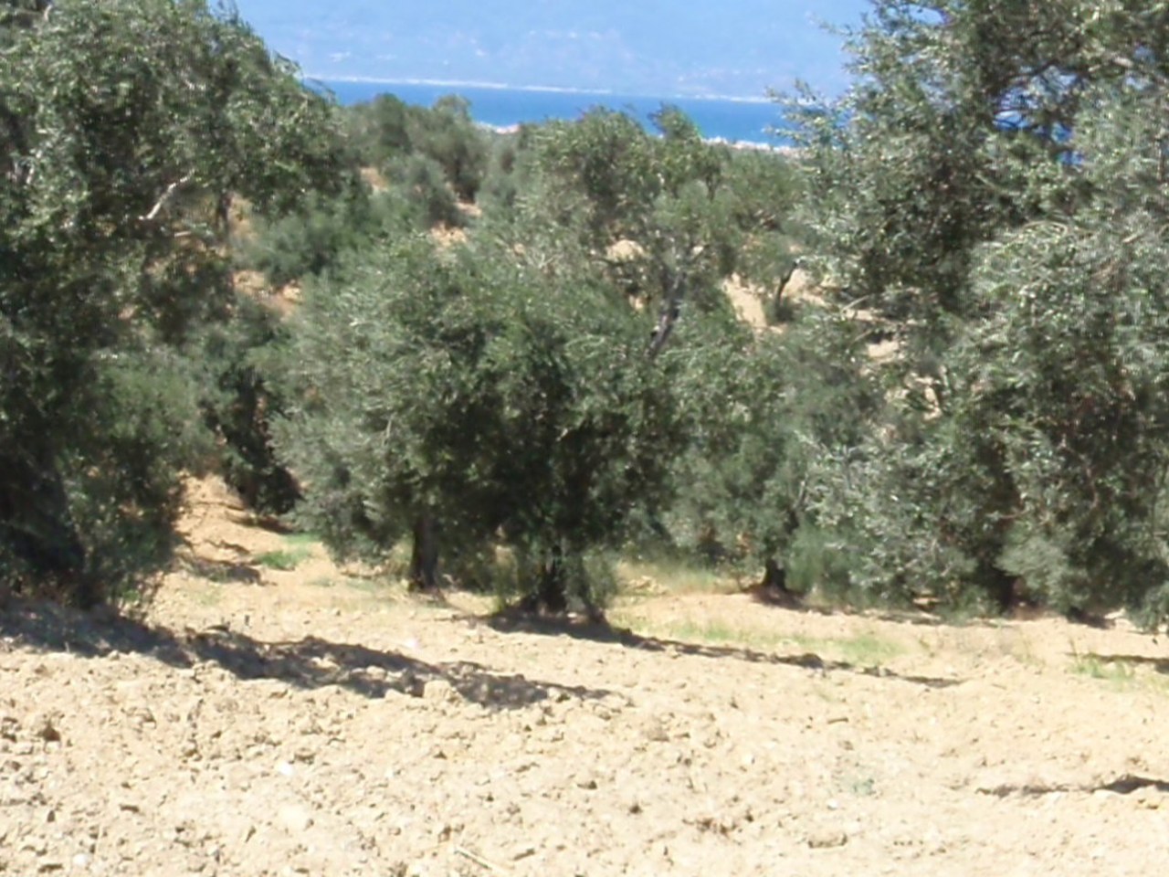 İzmir çevresinde zeytin ağaçları ve doğal görünüm