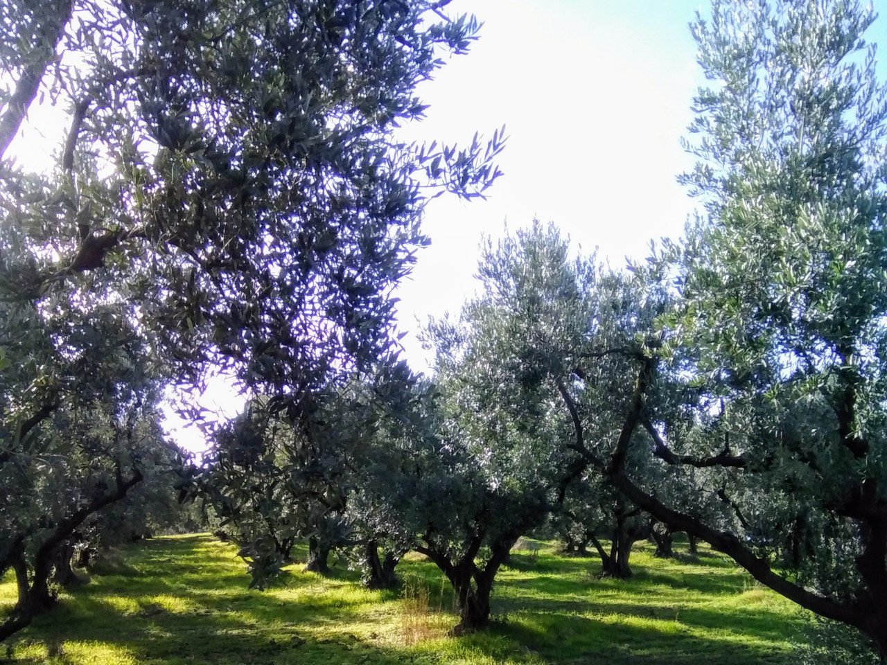 Mudanya çevresinde zeytin ağaçları ve doğal görünüm