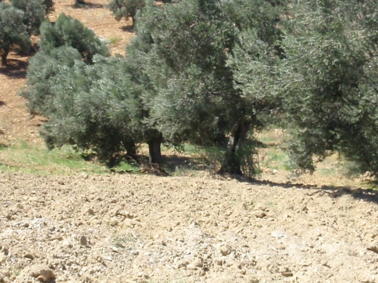 Edremit çevresinde zeytin ağaçları ve doğal görünüm